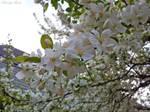 Spring VII. by Sparkle-Photography