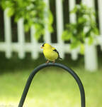 Goldfinch. by Sparkle-Photography