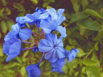 Blue Plumbago.