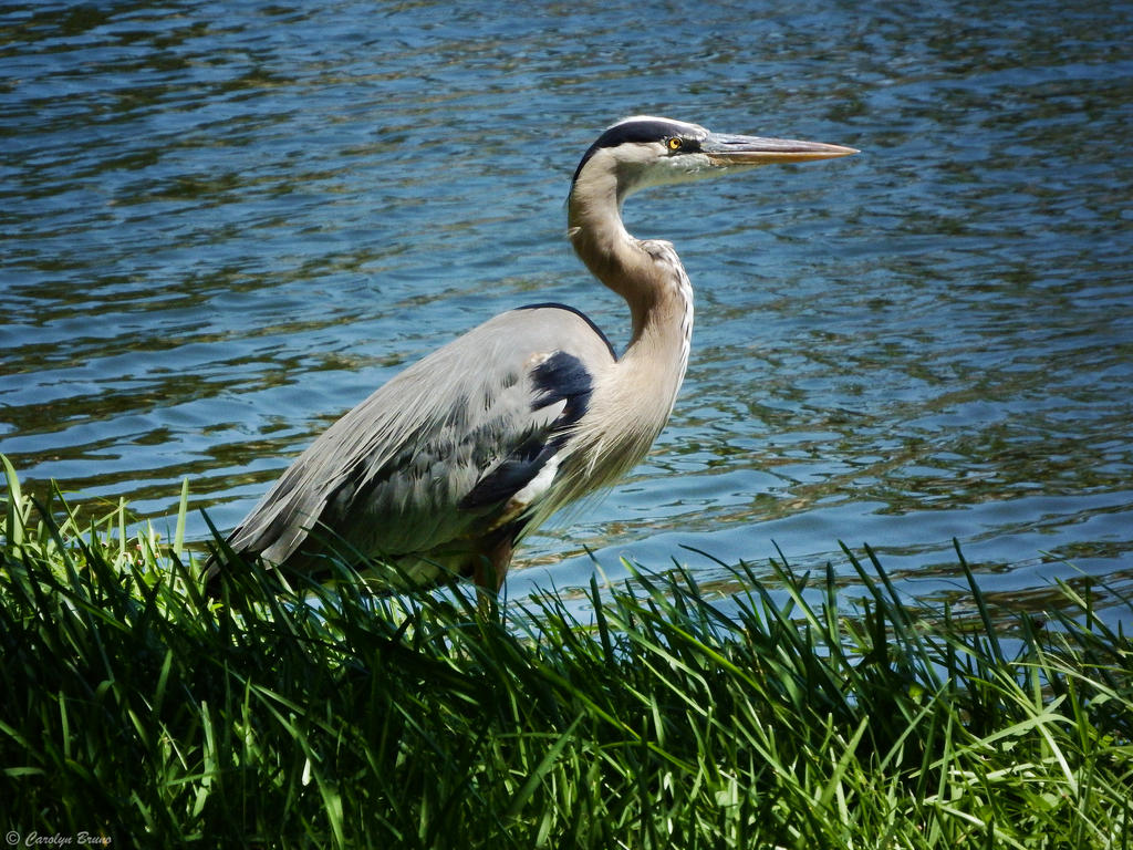 Blue Heron. by Sparkle-Photography Blue Heron. by Sparkle-Photography
