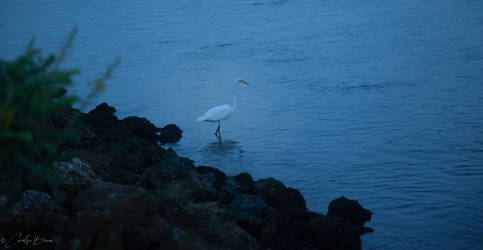 Blue Evening. by Sparkle-Photography