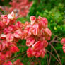 Chinese Flame Tree II.