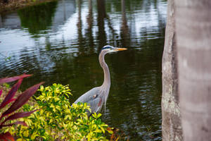 Side View - Great Blue Heron.