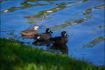 Blue-Winged Teals. by Sparkle-Photography