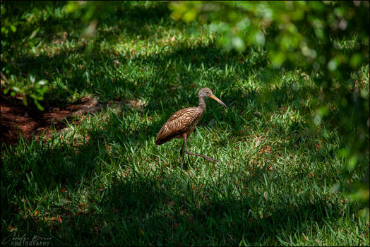 Limpkin in the Shadows.