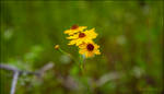 Coreopsis. by Sparkle-Photography
