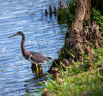 Juvenile Tri=Colored Heron. by Sparkle-Photography