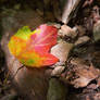 Nantahala Autumn