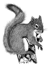 Pencil Drawn Squirrel