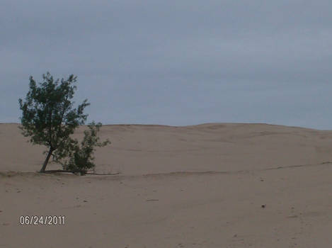 tree in the dunes