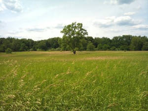 tree in a field