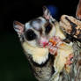 Baby Sugar Glider