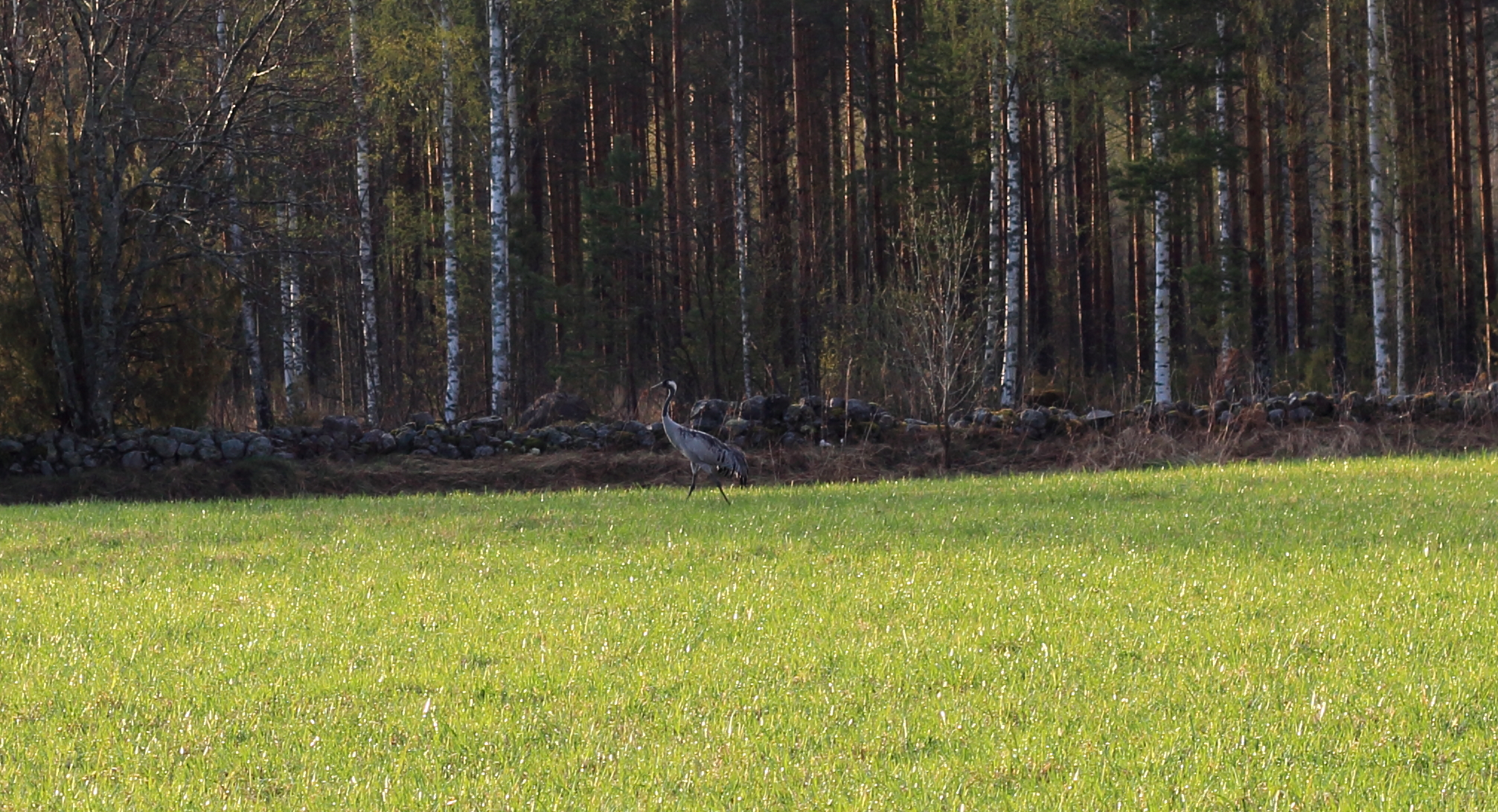 Crane on a field