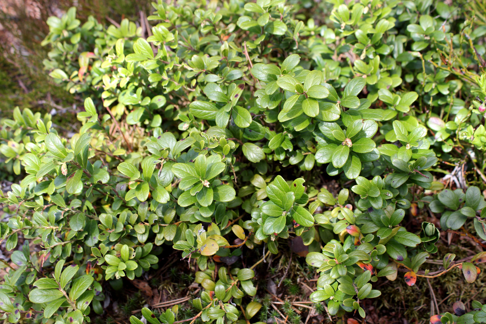 Lingonberry bush