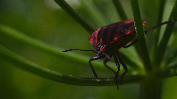 Red bug