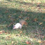 Albino Squirel