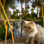 Cat in a garden