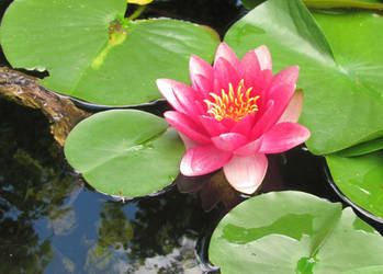 Pink Lotus