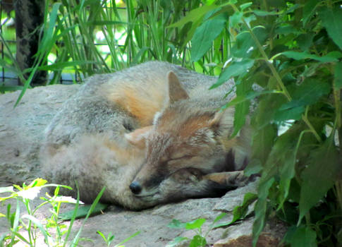 Swift Fox