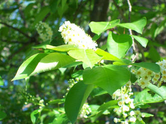 tree blossoms