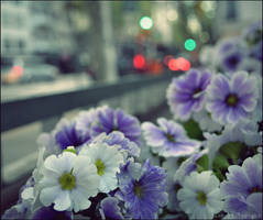 Bokeh y flores