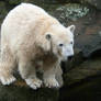 polar bear Knut 1