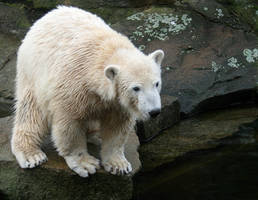 polar bear Knut 1