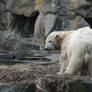 polar bear Knut 6