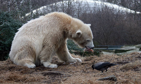 polar bear Knut 10