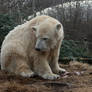 polar bear Knut 11