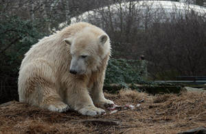 polar bear Knut 11