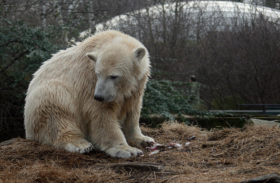 polar bear Knut 11 by Drezdany-stocks