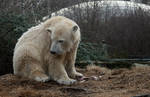 polar bear Knut 11