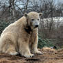 polar bear Knut 12