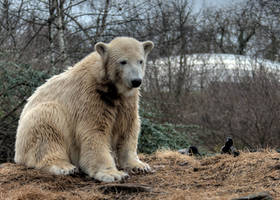 polar bear Knut 12