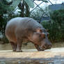 Hippopotamus 1