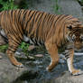 tiger 10