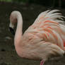 flamingo 4