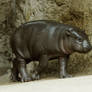 Hippopotamus 7