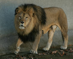 lion 5