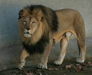 lion 5