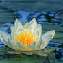 water lily