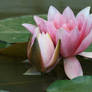 water lily 3