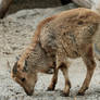 Barbary Sheep child