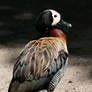 Northern Shoveler 2
