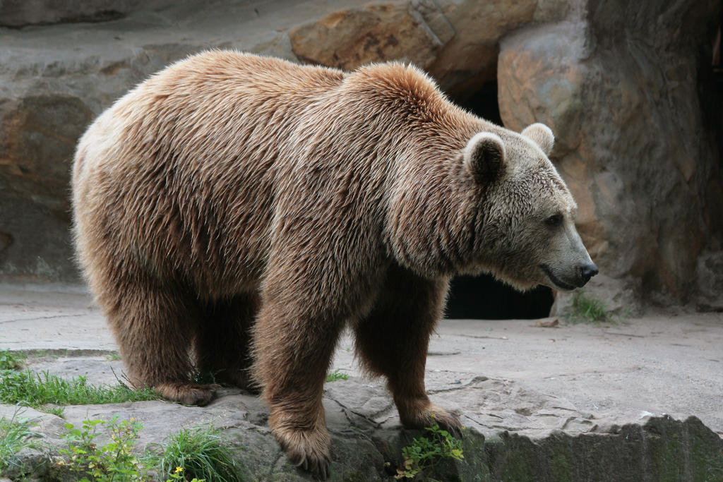 bear 6