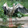 stork 1