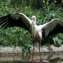 stork 3
