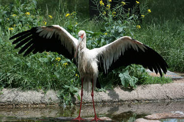 stork 3