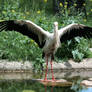 stork 4